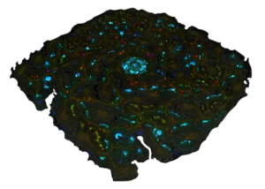 Mapa da Ilha Tormenta